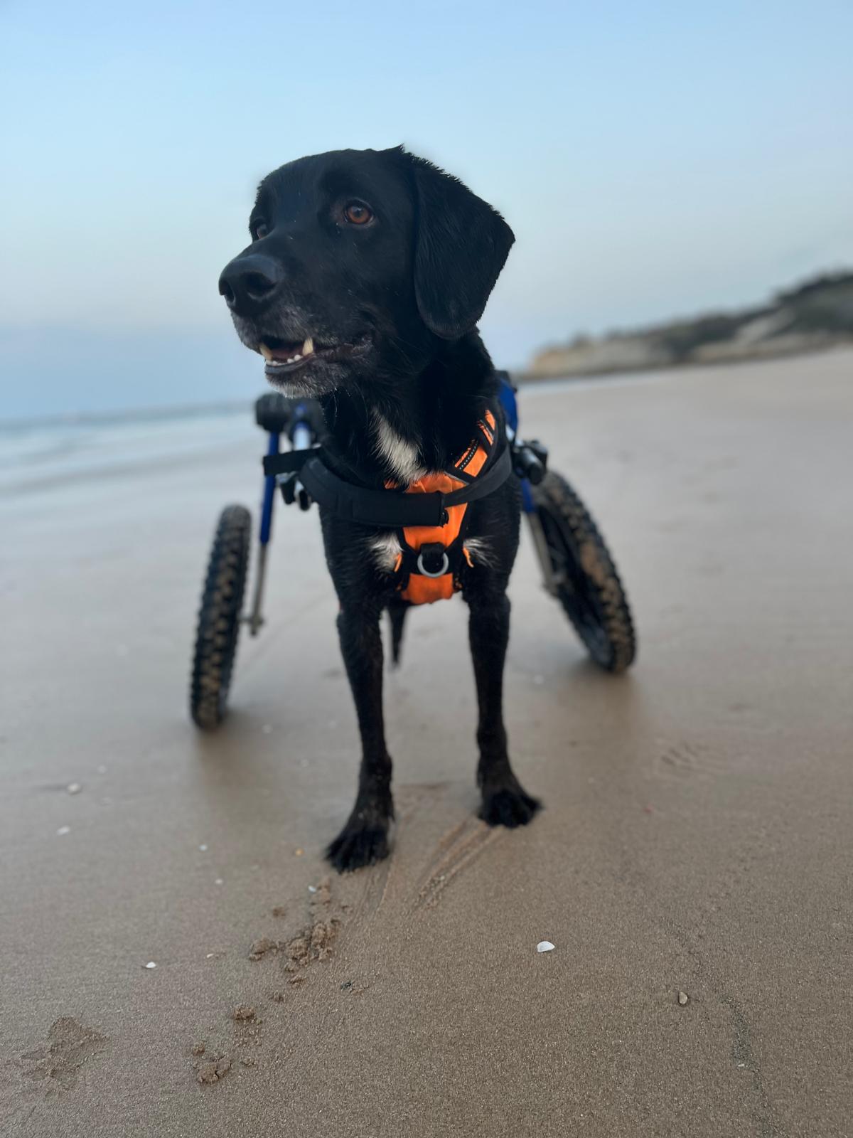 Leon, a paralysed rescue dog, on a sunny beach with his pack