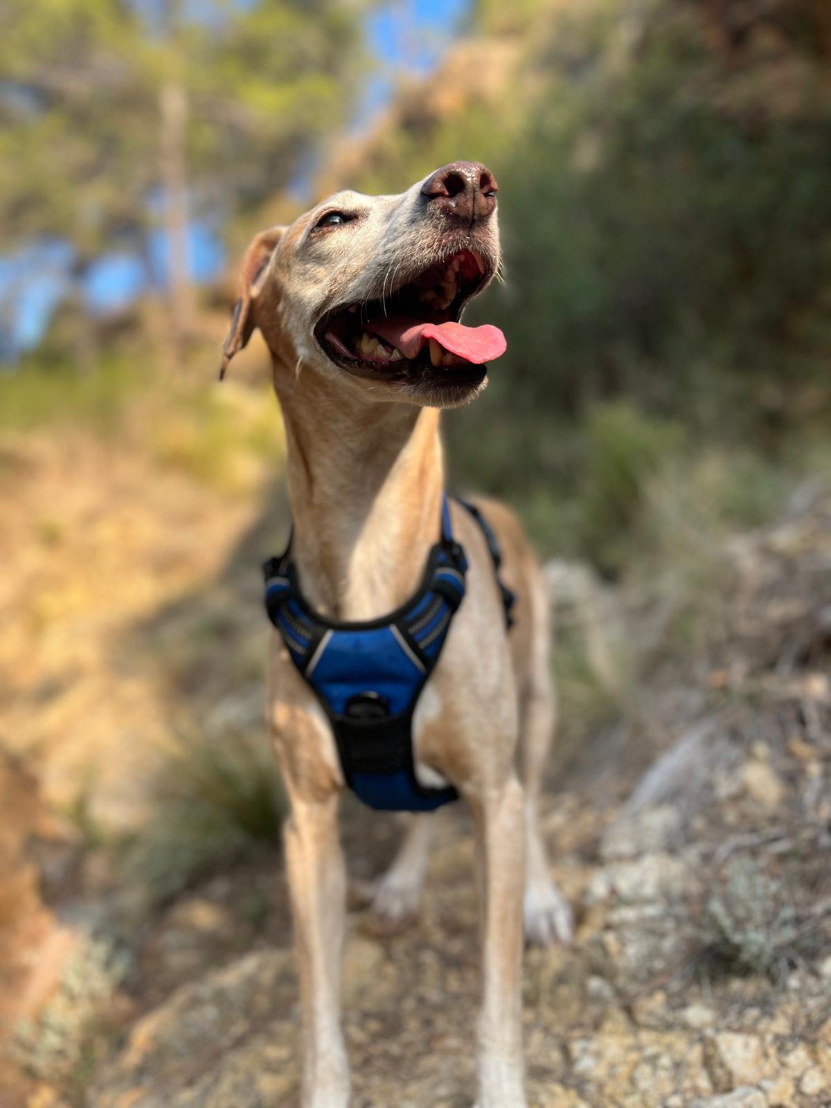 Troy, The Big Shadow and Crumb Master, a lean tan dog with a blue harness looking up outdoors